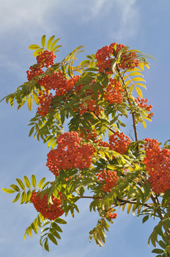 花楸果