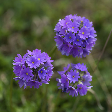 紫花