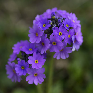 紫花