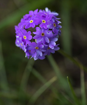 野花