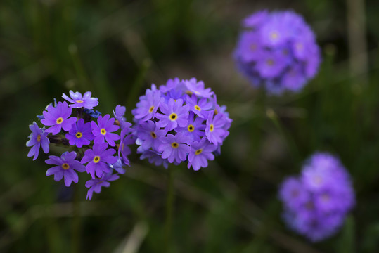 紫花