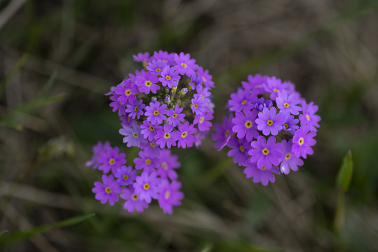 紫花