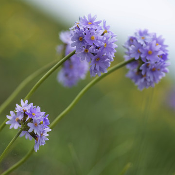 山花