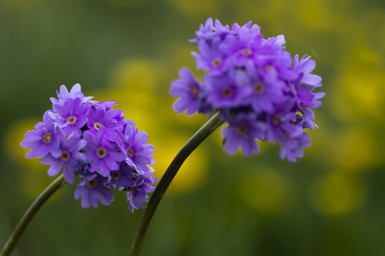 紫花