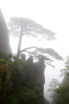 黄山迎客松