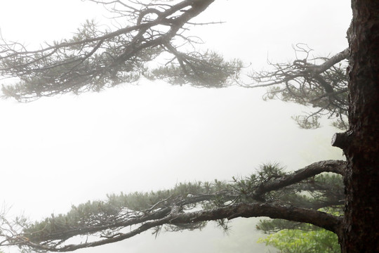 黄山松