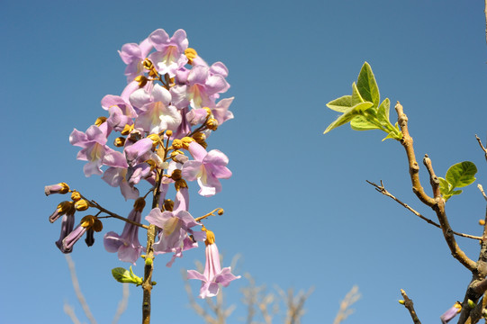 泡桐花