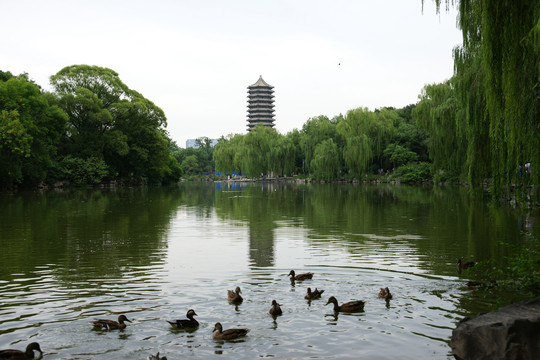 北京大学未名湖鸳鸯