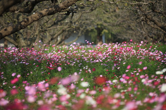 格桑花海