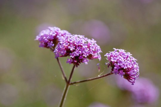 马鞭草花