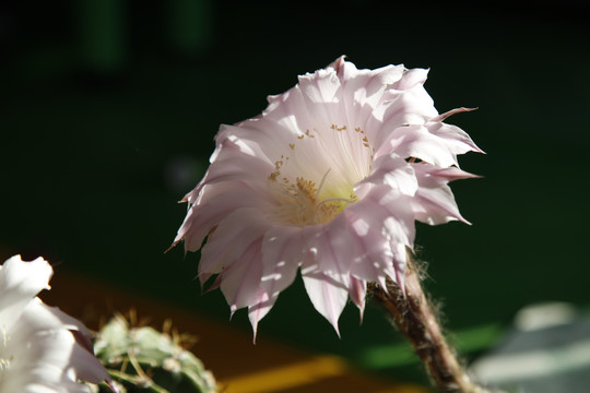 仙人球花沙漠植物仙人掌粉花