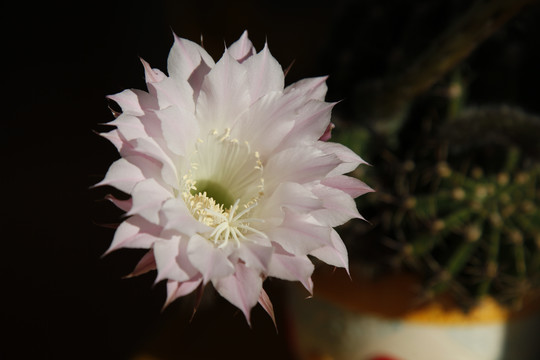 仙人球花沙漠植物仙人掌粉花