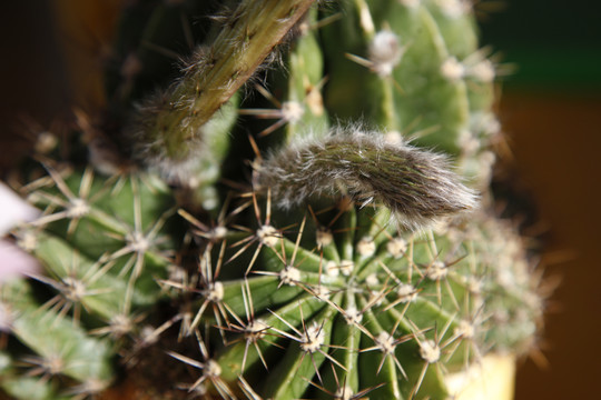 仙人球花沙漠植物仙人掌粉花