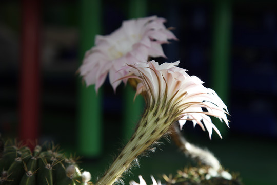 仙人球花沙漠植物仙人掌粉花