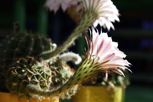 仙人球花沙漠植物仙人掌粉花