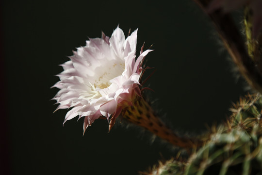 仙人球花沙漠植物仙人掌粉花