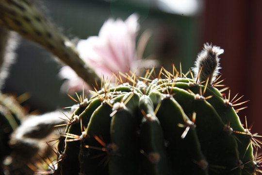 仙人球花沙漠植物仙人掌粉花