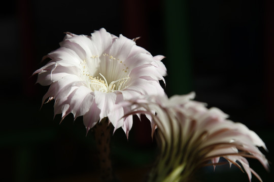 仙人球花沙漠植物仙人掌粉花