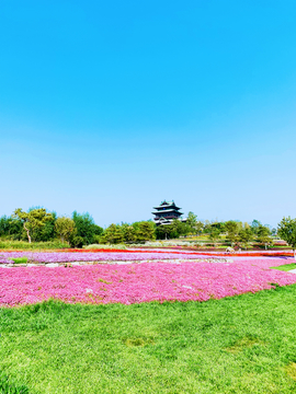 世园会花田