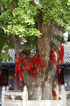 灵山寺银杏树