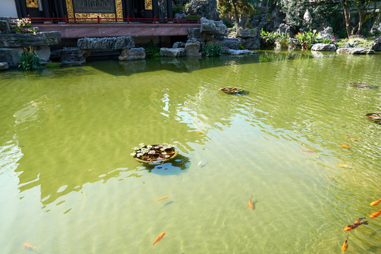 锦鲤鱼池