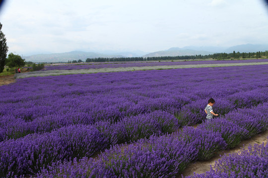 新疆伊犁薰衣草花田薰衣草产品