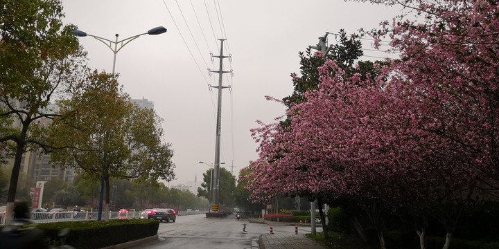 雨中的桃花