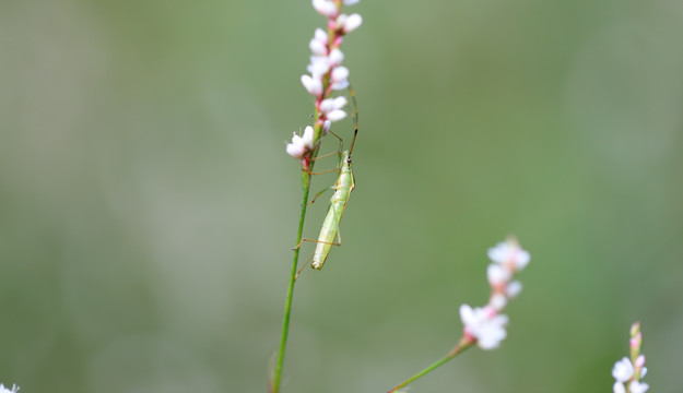 昆虫摄影