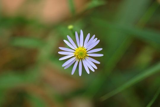 雏菊