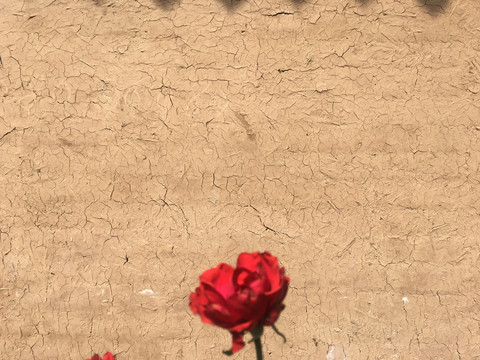 土墙上的玫瑰