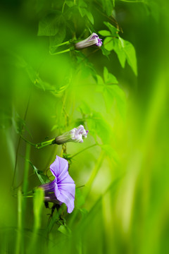 牵牛花