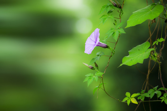 牵牛花