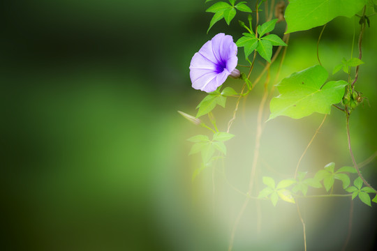 牵牛花