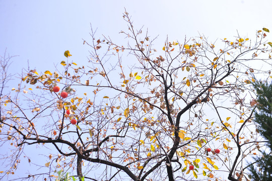 秋天柿子树