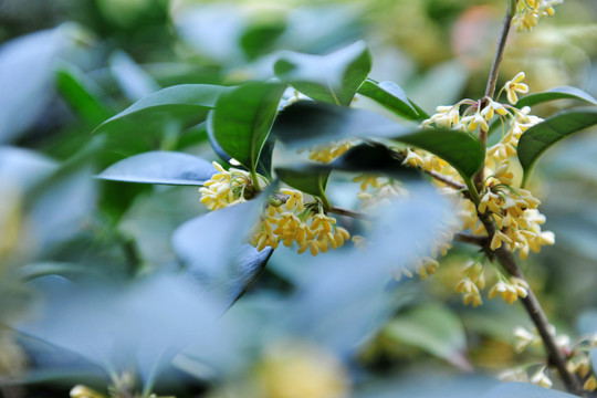 桂花