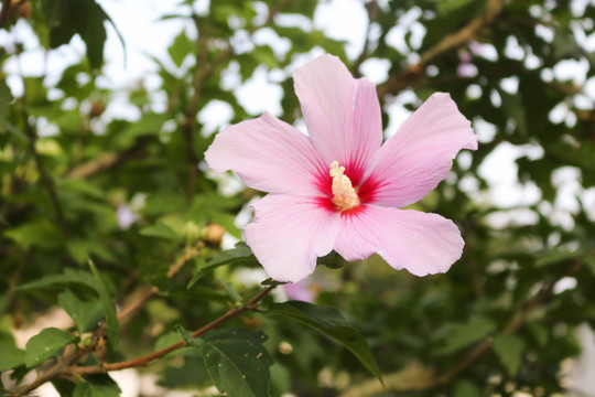 木槿花