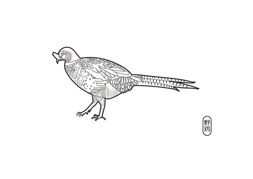 七彩山雞散養(yǎng)野雞