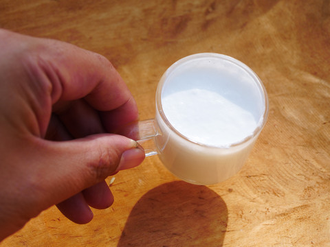 新鲜骆驼奶发酵驼奶
