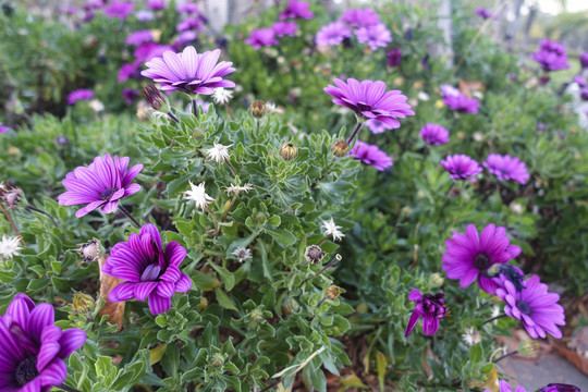 蓝目菊花丛