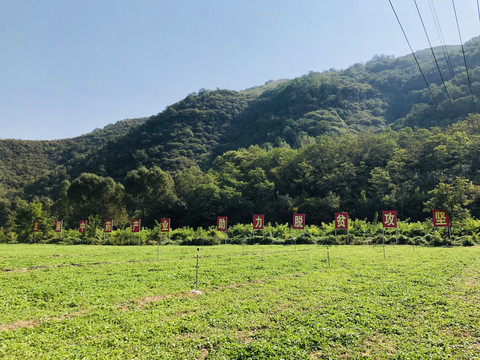 中药种植基地