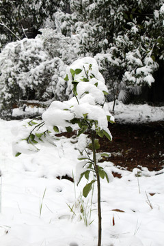雪地里的小树苗