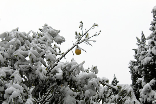 树上的积雪