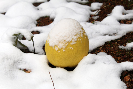 雪地里的柚子