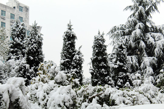 树上的积雪