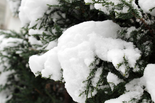 树上的积雪