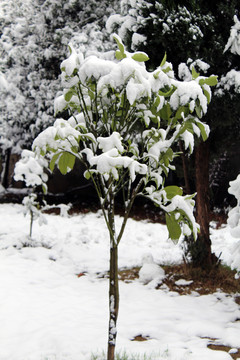 树上的积雪