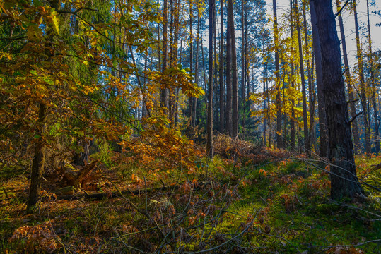 俄罗斯秋天的森林中