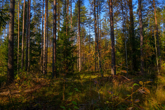 俄罗斯秋天的针叶林