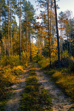 秋天的林中小路