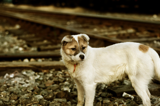 铁路沿线的流浪狗